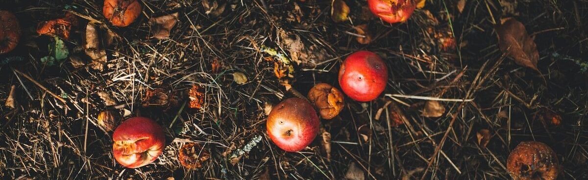 image d'un compost avec des branchages et des pommes
